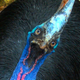 Image for article titled The absolute worst way to die in the wild is Death-by-Cassowary